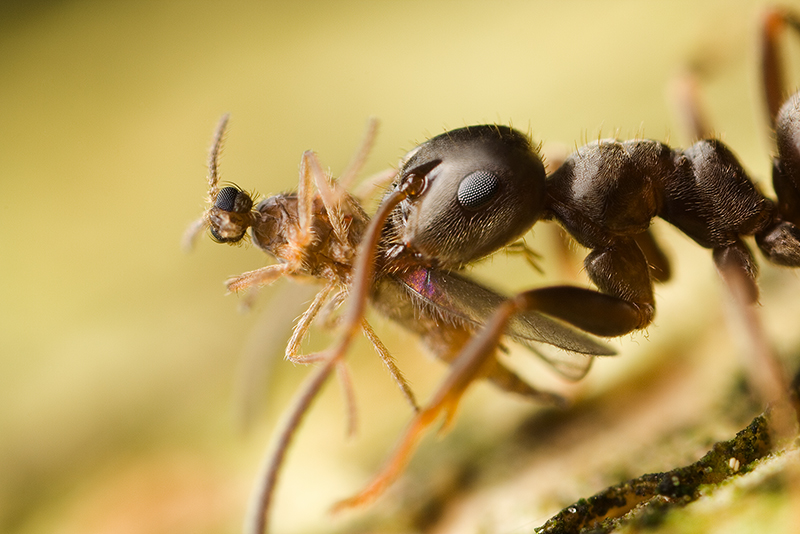 Mravenec si nese kořist