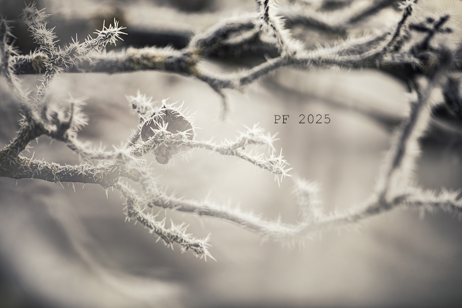 PF 2025